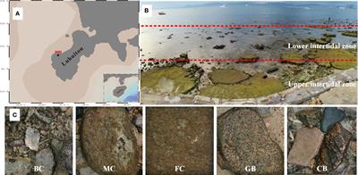 Microbial communities associated with epilithic algal matrix with different morphological characters in Luhuitou fringing reef